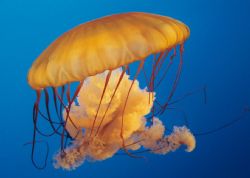 Jellyfish at the Ripley's Aquarium of the Smokies by Janet Martin 